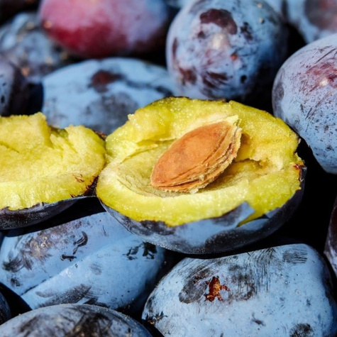 Śliwa Cacanska Lepotica START PACK ®