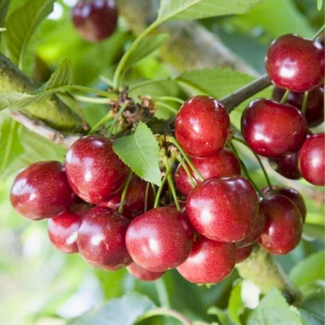 Maguskirsipuu sambakujuline Celesta – paljasjuursed istikud