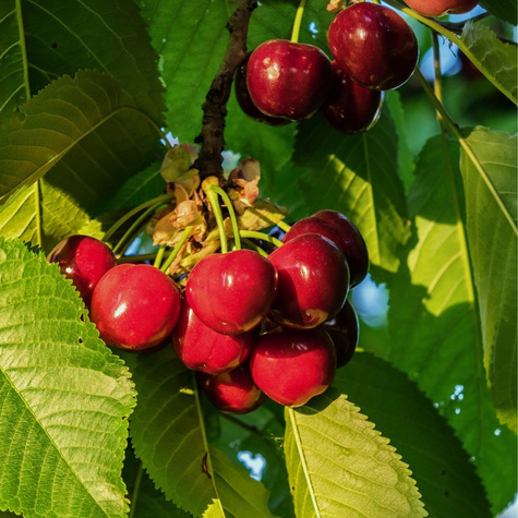 Hapukirsipuu Wanda – paljasjuursed istikud