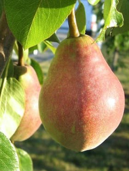 Pirnipuu Klapsa Faworytka – paljasjuursed istikud