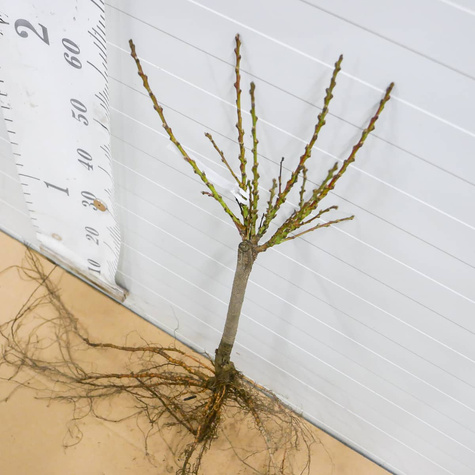 Virsikupuu Honey Gold kääbusvorm – paljasjuursed istikud