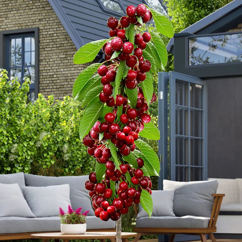 Maguskirsipuu Queen Marry sambakujuline vorm – paljasjuursed istikud