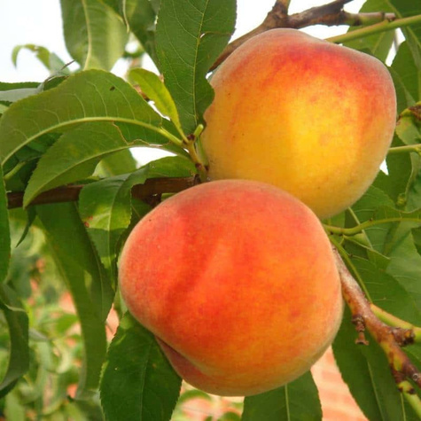 Virsikupuu Envoy – paljasjuursed istikud