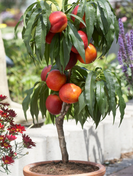Nektariinipuu Rubis kääbusvorm – paljasjuursed istikud
