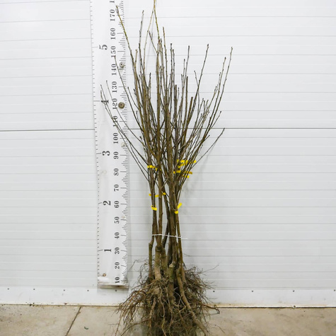 Hapukirsipuu Kelleris 16 – paljasjuursed istikud