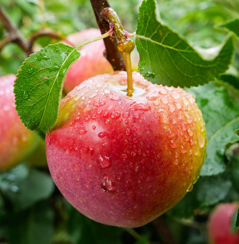 Õunapuu Geneva Early – paljasjuursed istikud