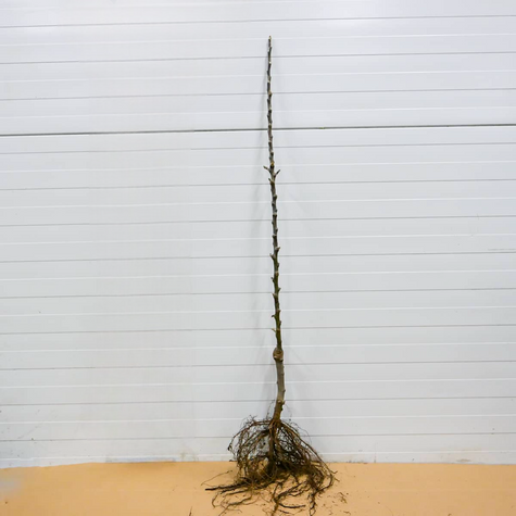 Õunapuu Lobo – paljasjuursed istikud