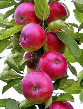 Õunapuu Gin sambakujuline vorm Lobo-tüüpi – paljasjuursed istikud