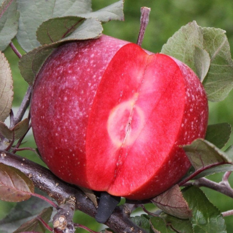 Õunapuu punase viljalihaga Marisa – paljasjuursed isti