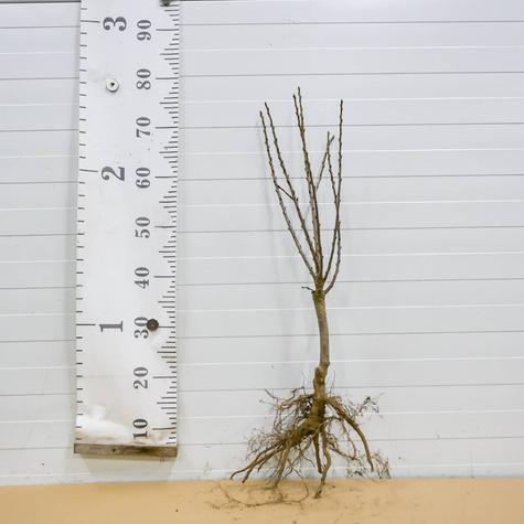 Hapukirsipuu Mini Piemont – istikud paljasjuurega