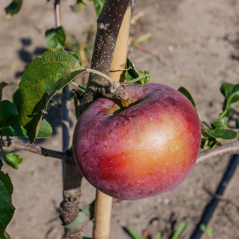 Õunapuu Julka – paljasjuursed istikud