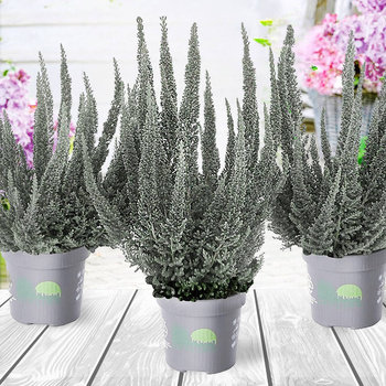 Skyline Cologne hõbedane kanarbik – istikud