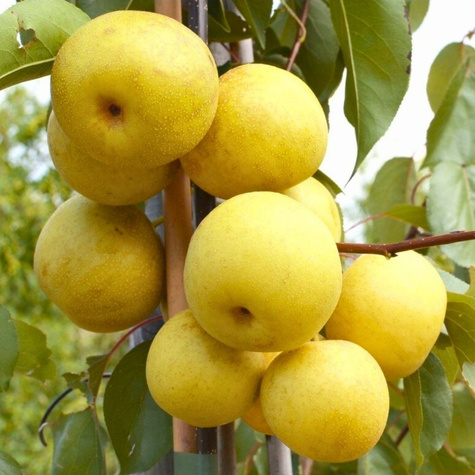 Pirnipuu Aasia Kumoi – paljasjuursed istikud