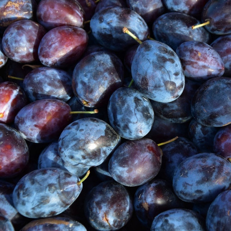 Ploomipuu Haganta – paljasjuursed istikud