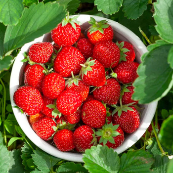 "Portola" remontantne - Maasikataimed 10 tk