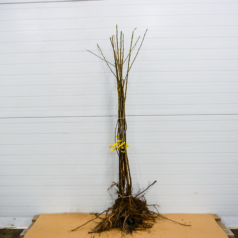 Maguskirsipuu Kordia – paljasjuursed istikud