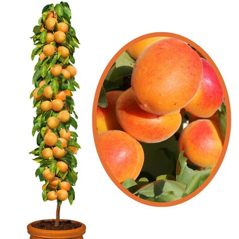 Morela kolumnowa Compacta START PACK