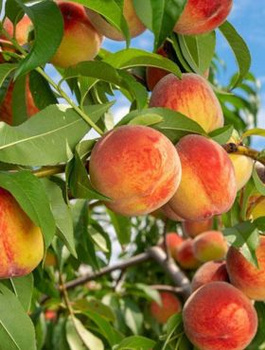 Virsikupuu Reliance – paljasjuursed istikud