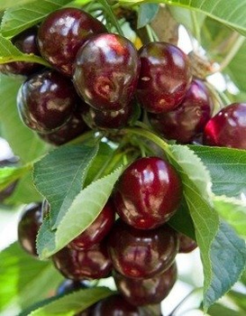 Maguskirsipuu kääbusvorm Burlat (GISELA5) – paljasjuursed istikud