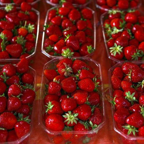 "Honeoye" väga varajane - Maasikataimed 10 tk