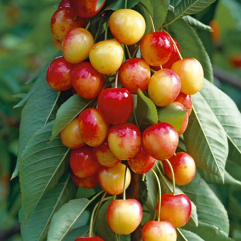 Maguskirsipuu Kahvaturoosa Miodowka Jasna – paljasjuursed istikud