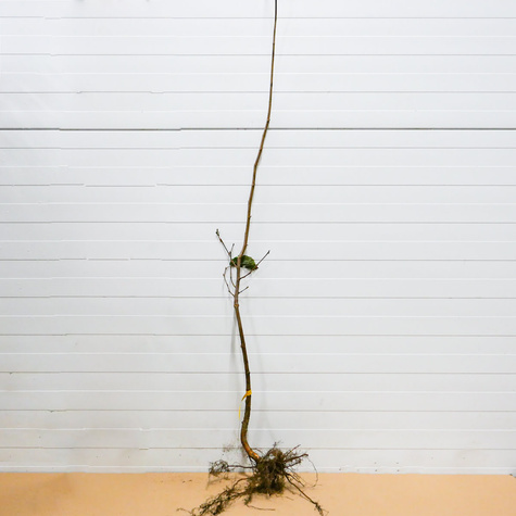 Sarapuu Hiiglane z Halle Hall's – paljasjuursed istikud