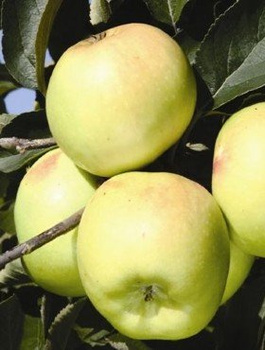 Õunapuu Reneta Landsberska – paljasjuursed istikud