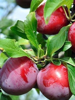 Ploomi-Nektariinipuu Ozark Premier – paljasjuursed istikud