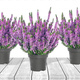 Kanarbik violetne pungaline – istikud