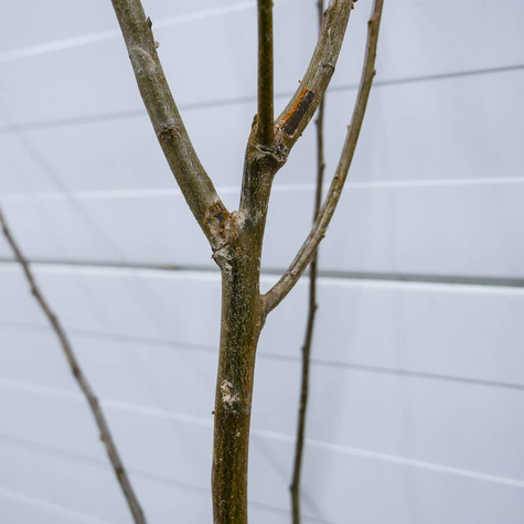 Ploomipuu (jaapani) Kometa – paljasjuursed istikud