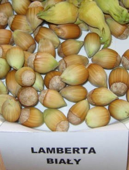 Sarapuu Lamberta Valge – paljasjuursed istikud