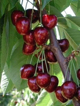 Maguskirsipuu kääbusvorm Summit – paljasjuursed istikud