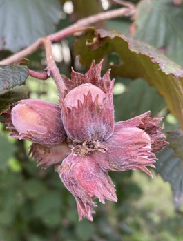 Sarapuu Krystyna punane – paljasjuursed istikud