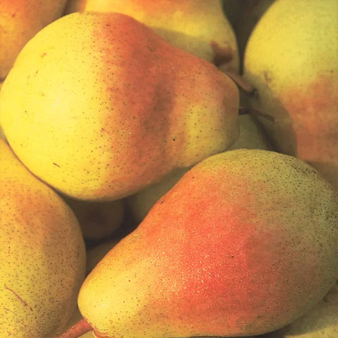 Pirnipuu Klapsa Faworytka – paljasjuursed istikud