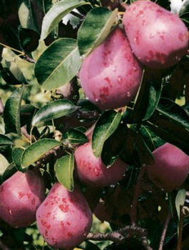 Pirnipuu Punane Bonkreta Williamsa – paljasjuursed istikud