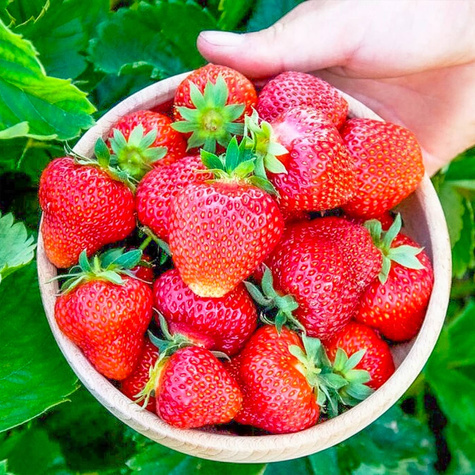 "Elkat" väga saagikas - Maasikataimed 10 tk