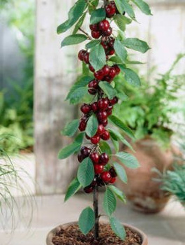 Hapukirsipuu sambakujuline vorm – paljasjuursed istikud