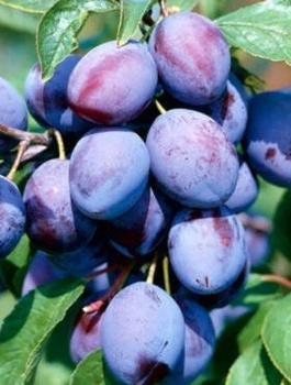 Ploomipuu Wegierka Varajane – paljasjuursed istikud