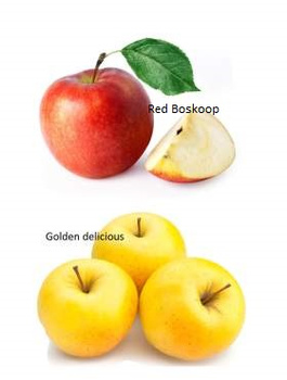 Duo õunapuu Red Boskoop + Golden Delicious – paljasjuursed istikud