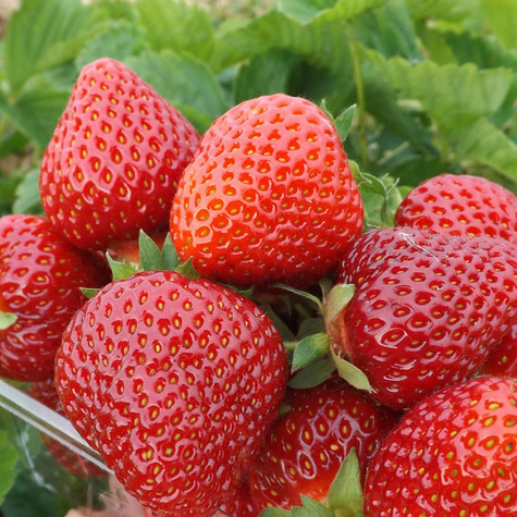 "Hossa" remontantne - Maasikataimed 10 tk