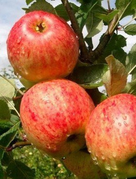 Õunapuu James Grieve – paljasjuursed istikud