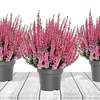 Roosa õienuppudega kanarbik – istikud