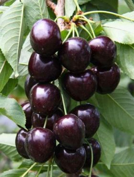 Maguskirsipuu kääbusvorm Kordia (GISELA5) – paljasjuursed istikud