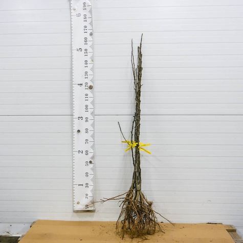 Pirnipuu Aasia Kumoi – paljasjuursed istikud