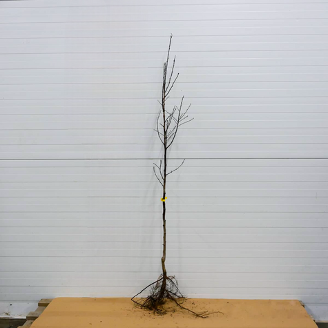 Ploomipuu (jaapani) Angelo – paljasjuursed istikud