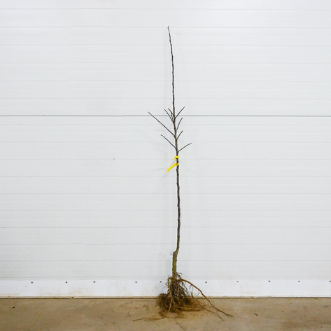 Õunapuu Punane Papierowka – paljasjuursed istikud