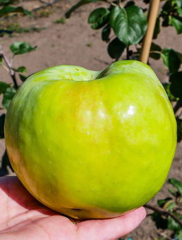 Õunapuu Antonowka Valge Koorev ja Poolteistnaelane – paljasjuursed istikud