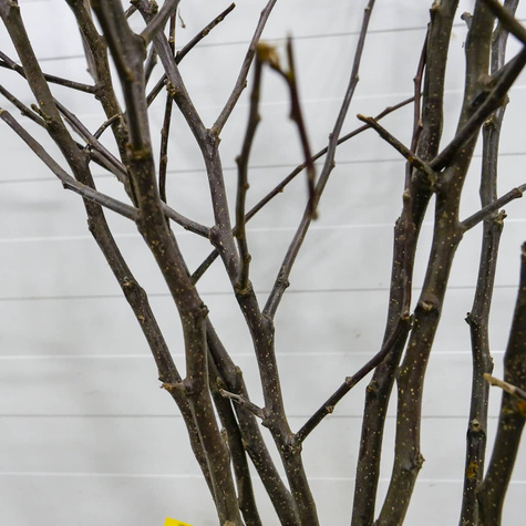 Õunapuu Antonowka Valge Koorev ja Poolteistnaelane – paljasjuursed istikud