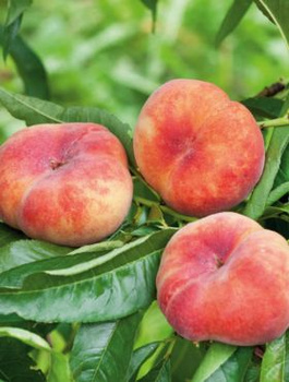 Virsikupuu Galaxy (lamedaviljeline) – paljasjuursed istikud