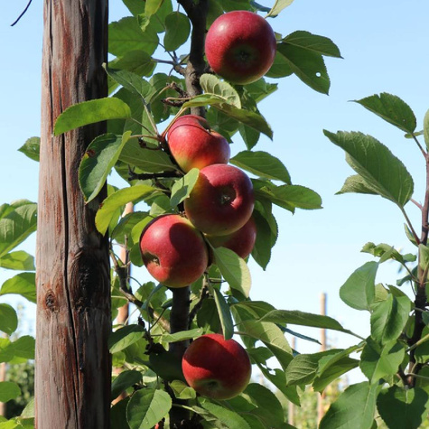 Õunapuu Flamenco sambakujuline vorm – paljasjuursed istikud